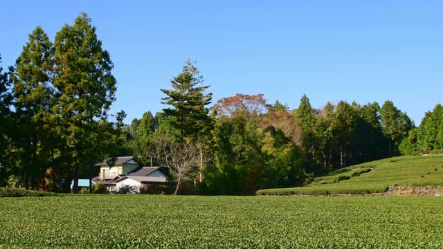 绿茶种植园和富士山。视频素材