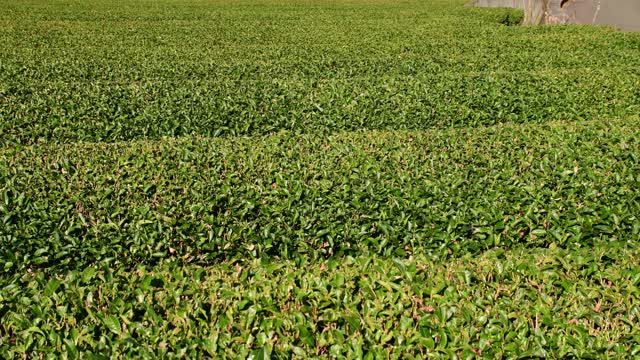 绿茶种植园和富士山。视频素材