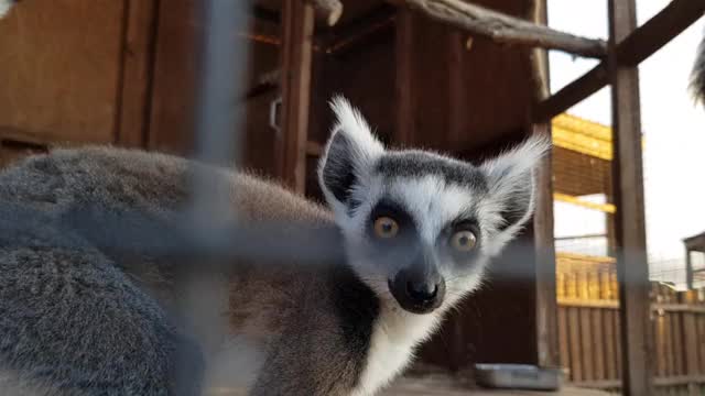 在动物园的笼子里喂狐猴。在动物园笼子里饲养狐猴的特写镜头视频素材