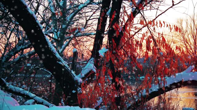 冬天的风景,日落。雪花的背景视频素材