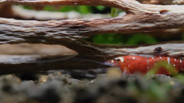 红花矮虾在淡水水族箱中木材装饰附近的水生土壤中寻找食物视频素材