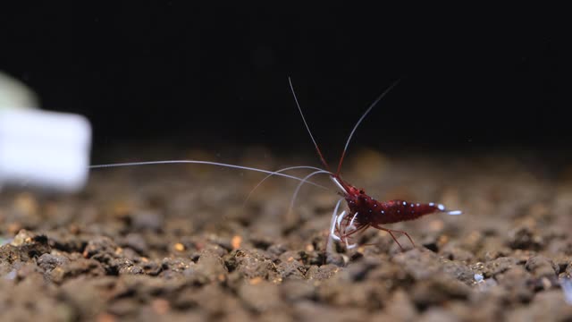 雄性苏拉威西白运动矮虾在淡水水族缸的水生土壤中前后移动或四处移动寻找食物视频素材