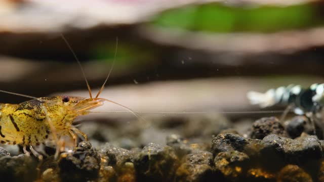 黄虎矮虾在水族土壤中寻找食物，在淡水族水族箱中从左向右移动视频素材