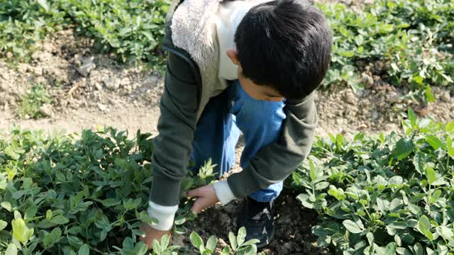 可爱的男孩拉花生视频素材