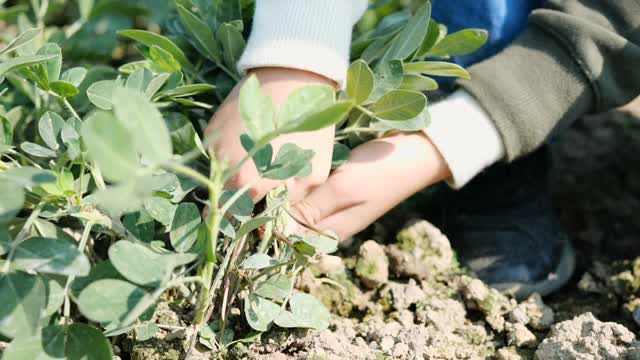 男孩拉花生的慢动作视频素材