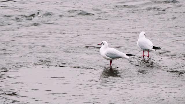 海鸥视频下载