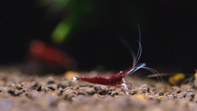 雄性苏拉威西白斑矮虾在淡水水族箱中以其他虾类和水生植物为背景四处寻找食物。视频素材