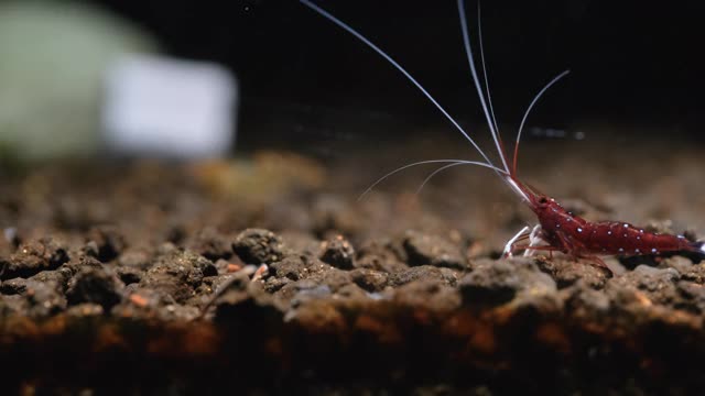 白斑苏拉威西红矮星虾在淡水水族箱中从右到左在水生土壤中采集和食用食物视频素材