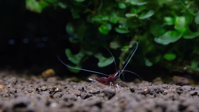 红苏拉威西白斑虾四处走动寻找食物与绿色海藻背景在淡水鱼鱼缸视频素材