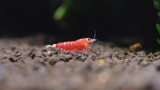 在淡水型水族水族箱中，红色花式矮虾在水生土壤上从左向右旋转视频素材