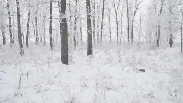 在一个美丽的霜冻的早晨，穿过覆盖着积雪的森林。没有人视频素材