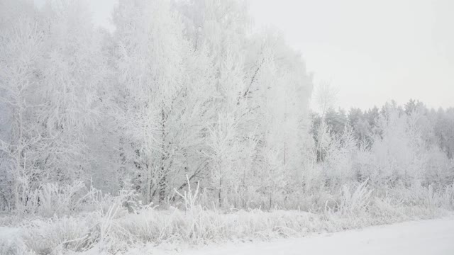 在一个美丽的霜冻的早晨，穿过覆盖着积雪的森林。没有人视频素材