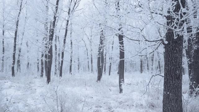 在一个美丽的霜冻的早晨，穿过覆盖着积雪的森林。没有人视频素材