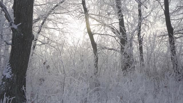 在一个美丽的霜冻的早晨，穿过覆盖着积雪的森林。没有人视频素材