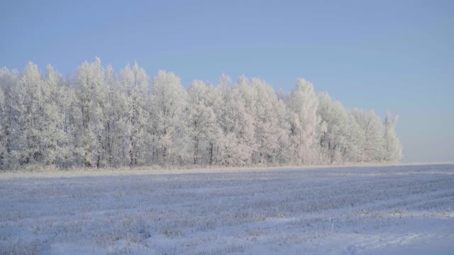 在一个美丽的霜冻的早晨，穿过覆盖着积雪的森林。没有人视频素材