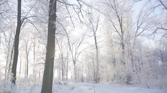 在一个美丽的霜冻的早晨，穿过覆盖着积雪的森林。没有人视频素材