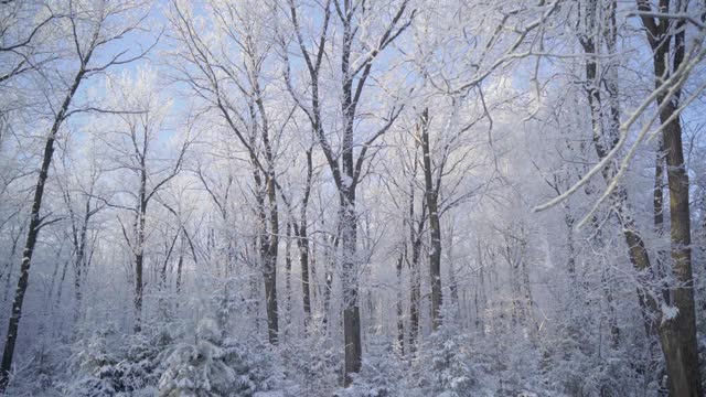 在一个美丽的霜冻的早晨，穿过覆盖着积雪的森林。没有人视频素材