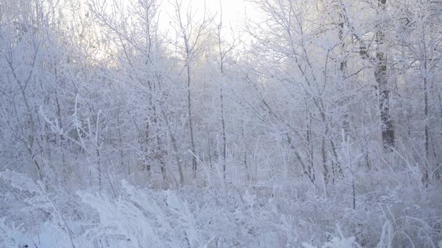 在一个美丽的霜冻的早晨，穿过覆盖着积雪的森林。没有人视频素材