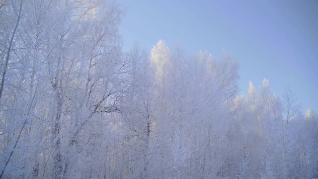 在一个美丽的霜冻的早晨，穿过覆盖着积雪的森林。没有人视频素材