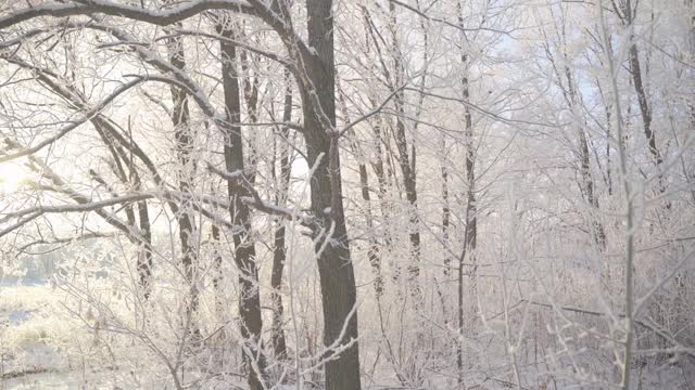 在一个美丽的霜冻的早晨，穿过覆盖着积雪的森林。没有人视频素材