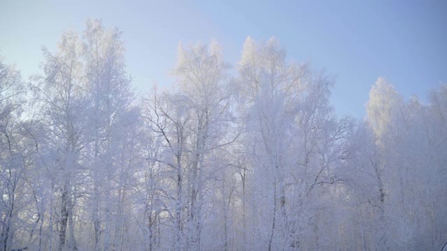 在一个美丽的霜冻的早晨，穿过覆盖着积雪的森林。没有人视频素材