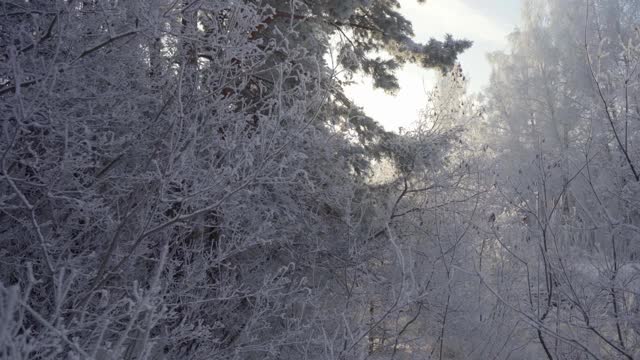 在一个美丽的霜冻的早晨，穿过覆盖着积雪的森林。没有人视频素材