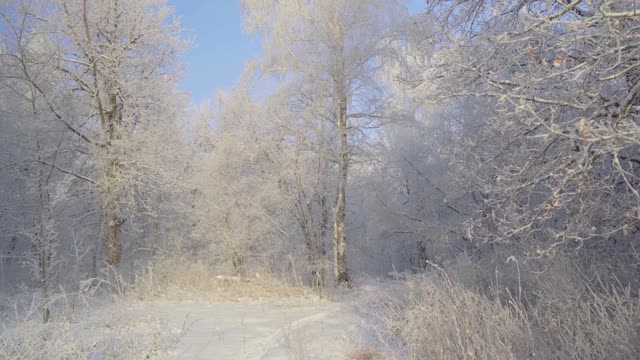 在一个美丽的霜冻的早晨，穿过覆盖着积雪的森林。没有人视频素材