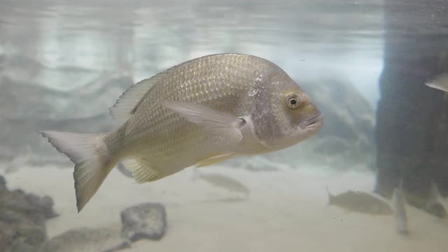 高帧率跟踪拍摄的黄色鳍鲷在一个公共水族馆视频素材