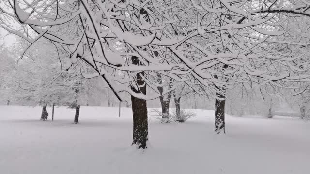 走在田园诗般的宁静的冬天，新鲜的雪和白雪覆盖的树枝视频下载