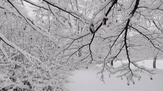 用新雪和覆盖在树枝上的田园诗般的宁静的冬季景色视频下载