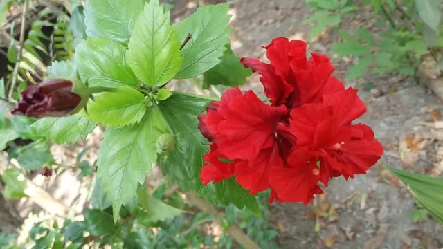 红色中国玫瑰‘芙蓉’运动视频素材