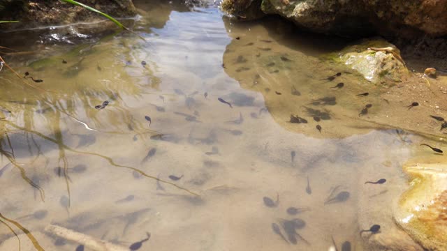 蝌蚪在池塘视频素材