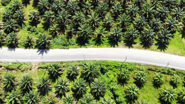 通过棕榈树种植园的道路鸟瞰图视频素材