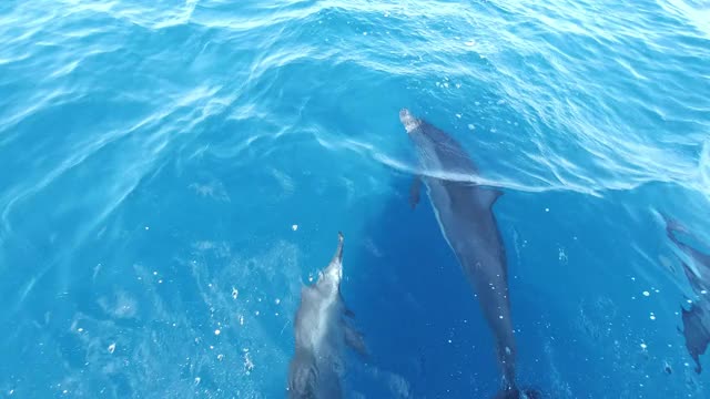 一群海豚在海里游泳视频素材