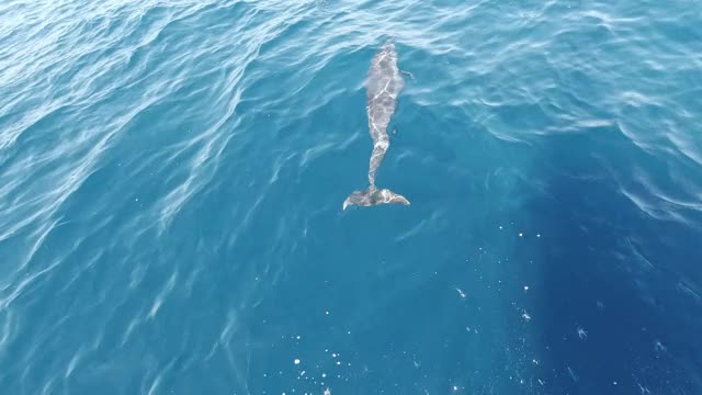 一群海豚在海里游泳视频素材