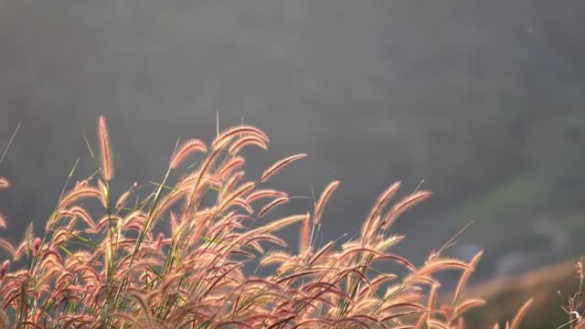 慢动作的草或草花在风中摇曳视频素材