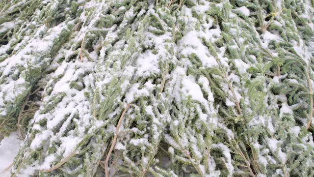 街上的圣诞树上，覆盖着雪花。视频素材