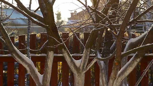 雪花在花园的背景上视频素材