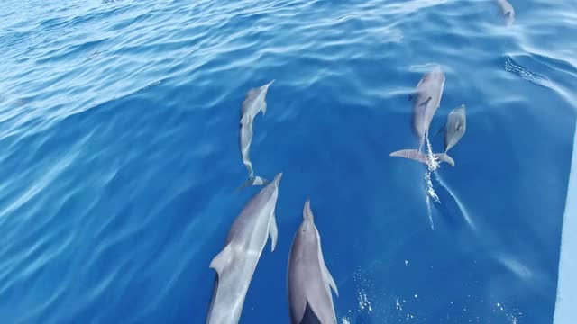 一群海豚在海里游泳视频素材