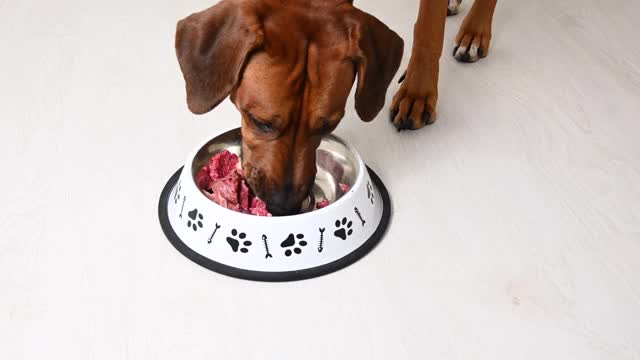 罗得西亚脊背犬吃完碗里的天然生肉食物。狗喂食。视频素材