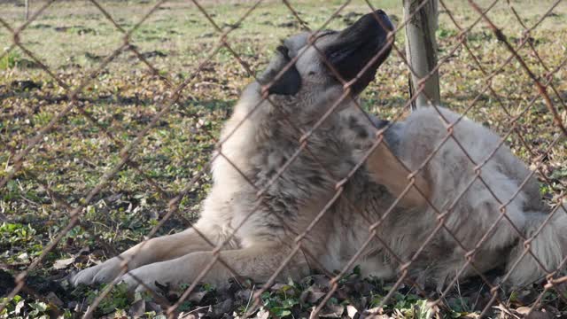 Sarplaninac，牧羊犬躺在篱笆后面的草地上繁殖。高加索牧羊犬。视频素材