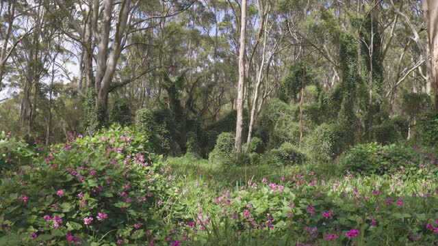 鲜花盛开的玛格丽特河和自然，西澳大利亚旅游视频素材