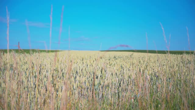 蓝色天空下干燥的稻草地的浅焦镜头视频下载