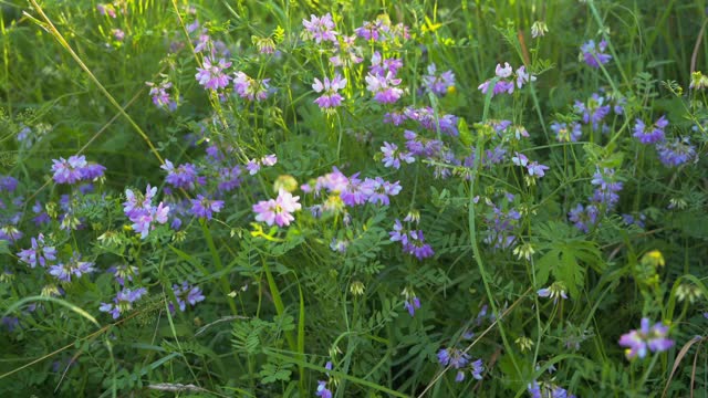 绿色田野上丁香花的近景视频素材