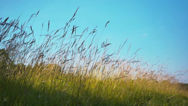 蓝色天空下的绿色田野上稻草的浅聚焦镜头视频素材