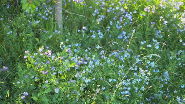 绿色田野上丁香花的近景视频素材