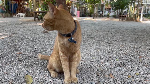 暹罗猫在花园里休息视频下载