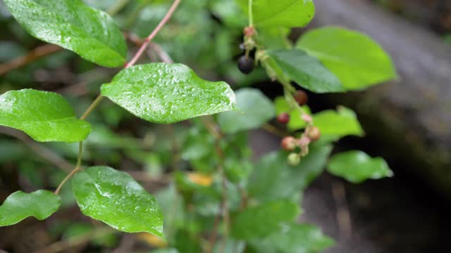 近景，慢镜头，树叶被雨滴覆盖，米尔斯岛，不列颠哥伦比亚省视频素材