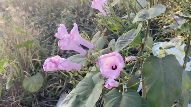 自然花园里的牵牛花视频素材