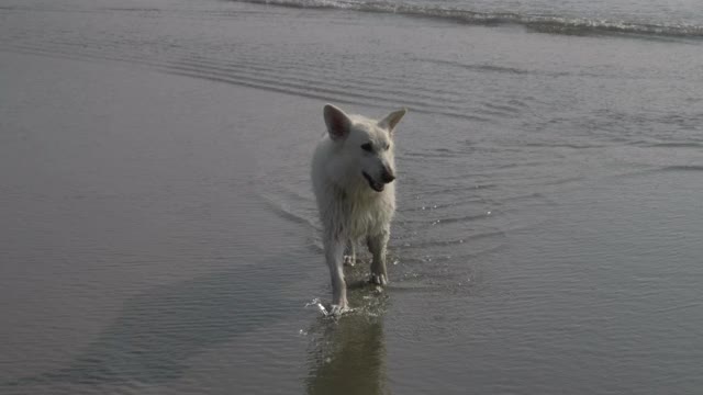 特写，慢镜头，温哥华岛海滩上的湿狗视频素材